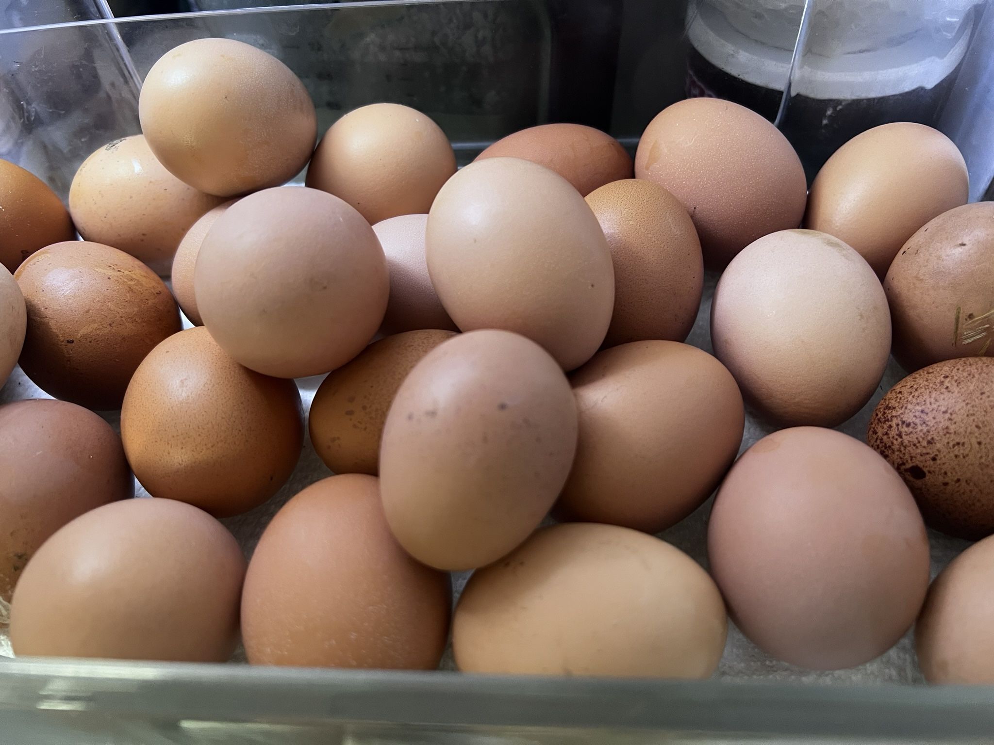 Organic Eggs For Sale