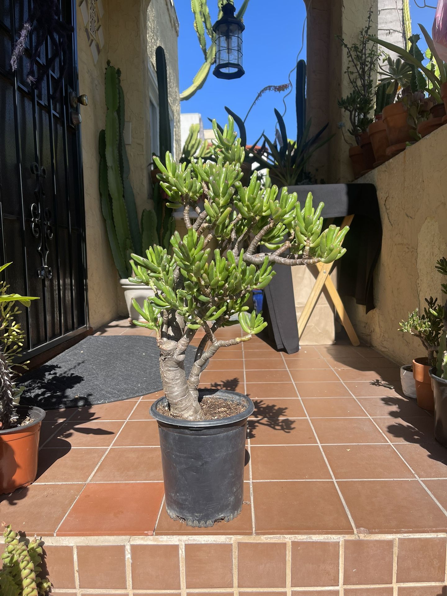 2 ft Tall Shrek Ear Succulent Plant