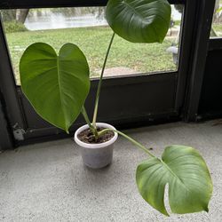 Monstera Deliciosa Plant