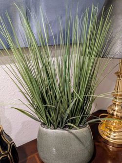 Succulent Plant In Glass Vase $10