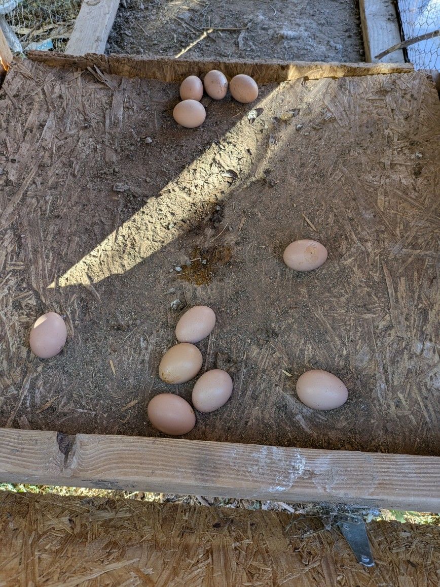 Organic Eggs