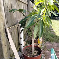 Organic Mango's Plant