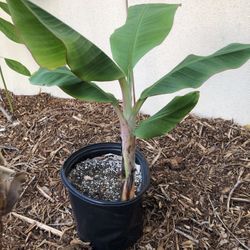 Apple Banana Tree