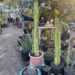 Cactus 🌵 