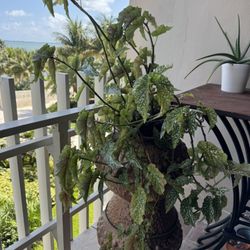 Large Polka Dot Begonia