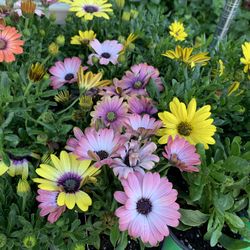 Plant Sale Flowering Plants