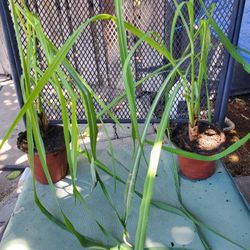 Lemon Grass  Plants