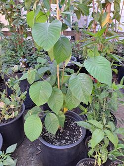 Plantas