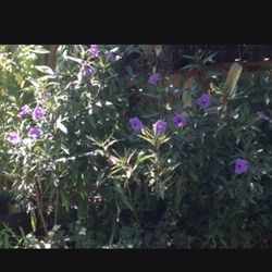 Planta De Roelia Morada En Bote De15 Galones $35 Precio Firme 