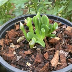 Crassula Ovata “Ogre Ears”