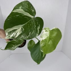 Monstera Albo Plant 