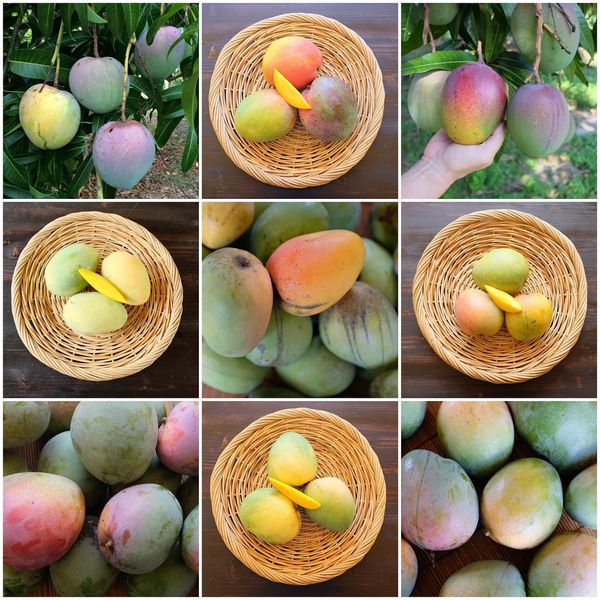 Keitt mango grafted trees in 7gal arboles injertado de mango keitt en ...