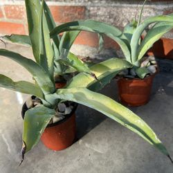 Agave Vilmoriniana. Octopus Agave 6 Inch Pot. 10-12 Inches Tall