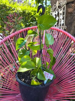 Golden Pothos