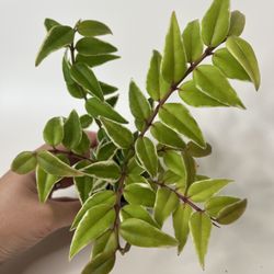 Hoya Bella Albomarginata