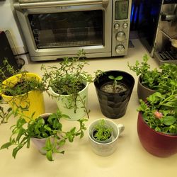 Succulents.  $10 Each. Healthy Plants 