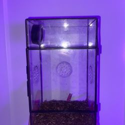 Jumping Spider Enclosure