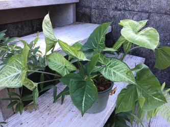 Nice plant