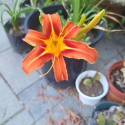 Orange Day Lily Plant 2 One Gallon Pots