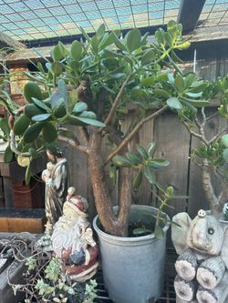 Jade Plant