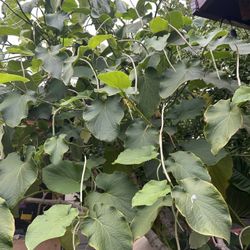Hoja Santa
