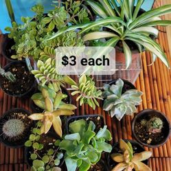 $3each Succulent, Cactus & Other Plants