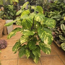 Hawaiian Pothos