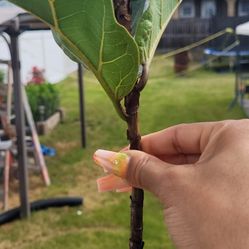 Fiddle leaf fig cutting