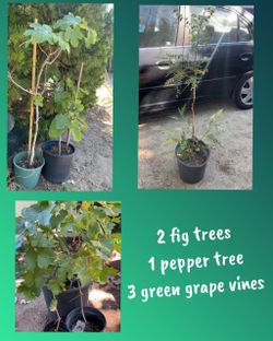 Trees for sale