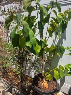Grafted Pierce cherimoya tree in a 15 gallon