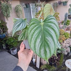 Philodendron Pastazanum Silver X Plowmanii Plant $35