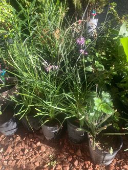 Variedad de plantas de galón