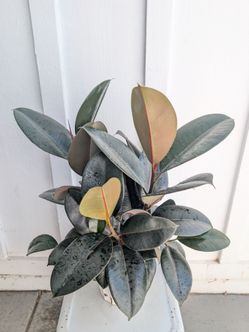 Ficus Elastica Burgundy Plant 6" Pot - Indoor House Plants