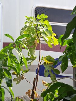 Fig tree