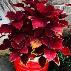 Beautiful  Ornamental Plant 🪴 