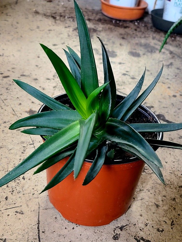 Black Gem Aloe $10