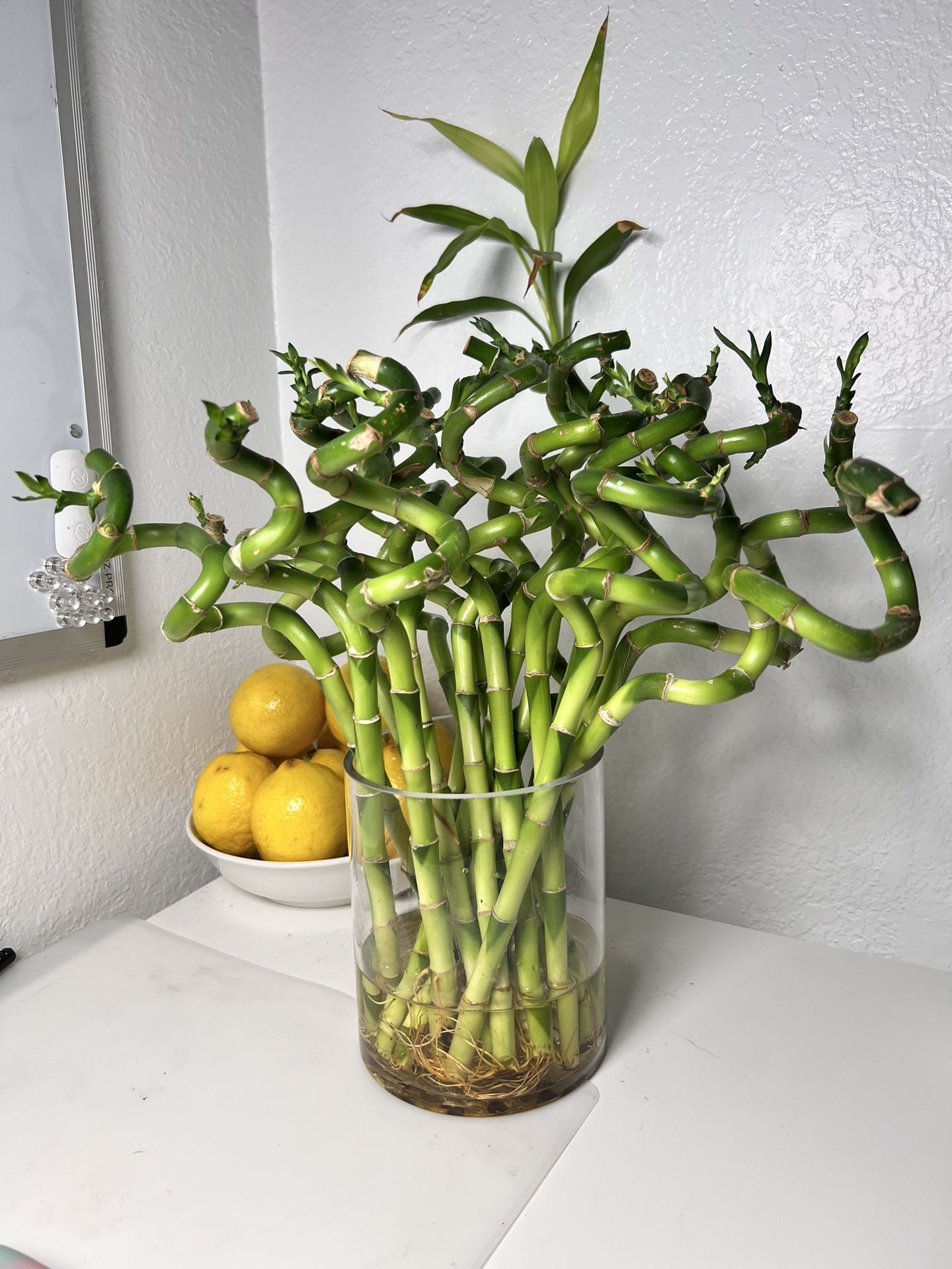 Spiral Lucky Bamboo Plants ($2 Each Stem) 14 In Tall Total Height