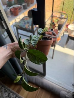Hoya krinkle 8