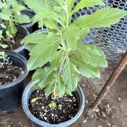 Istafiate Plans $10 Each 