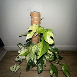 Epipremnum Pinnatum Marble Plant 