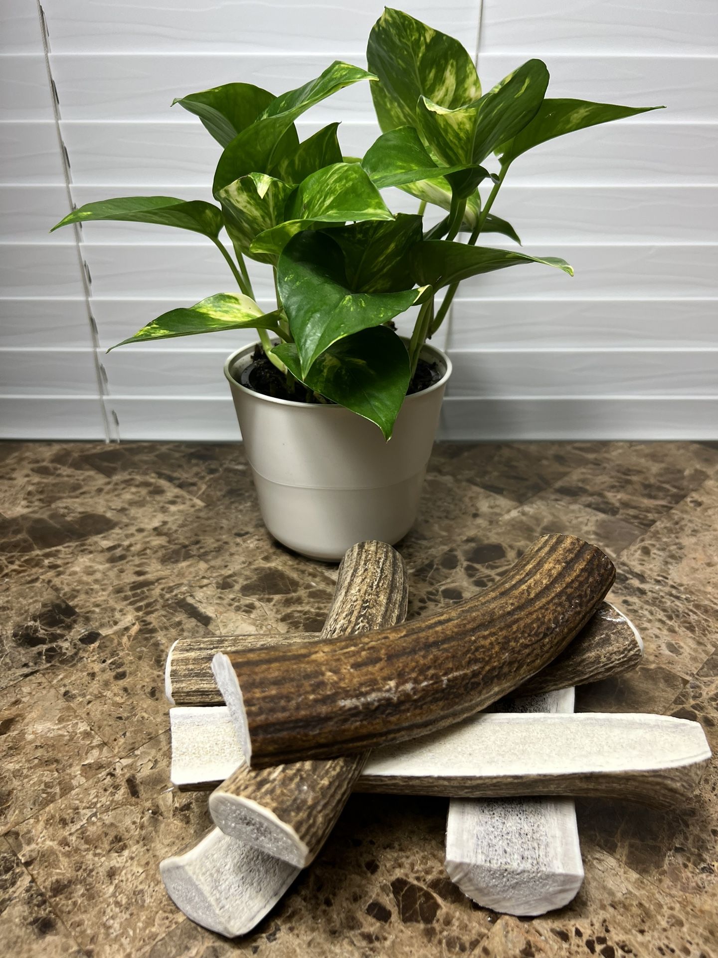 Elk Antler Dog Chews