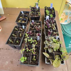 Mint Variety Packs (6 Cell)