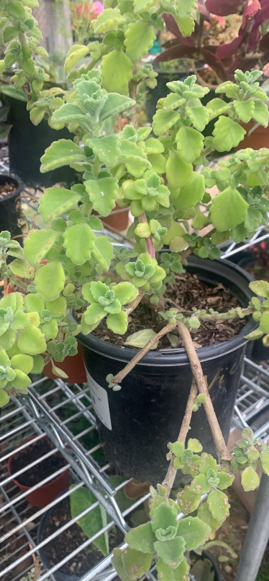 Plectranthus tomentosa - Vicks Plant