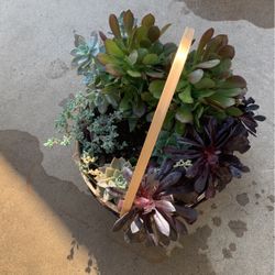 Beautiful Succulent