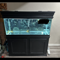 75 gallon fish tank