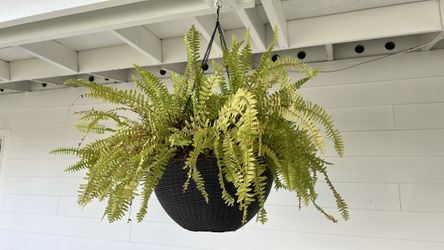 Outdoor Fern