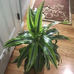 Plant