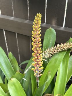 Bromeliad 