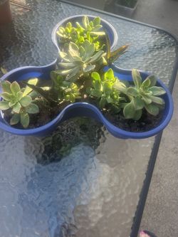 Succulent Planter