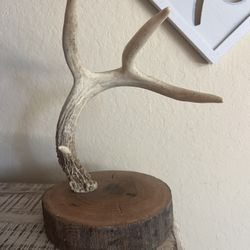 Antler Decor 